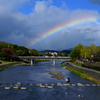 鴨川に虹