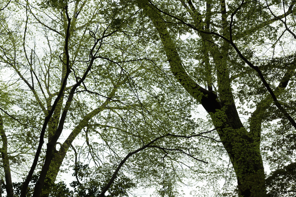 苔が生えたかのような