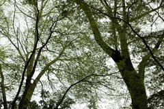 苔が生えたかのような