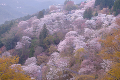 吉野山下千本 朝