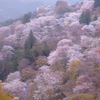 吉野山下千本 朝