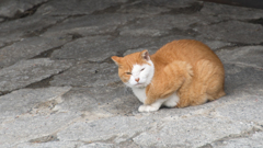 鴨川の目つきの悪い猫その①