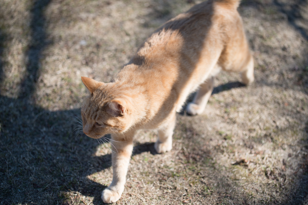 尾道の猫