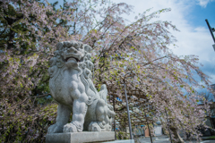 狛犬 と 桜