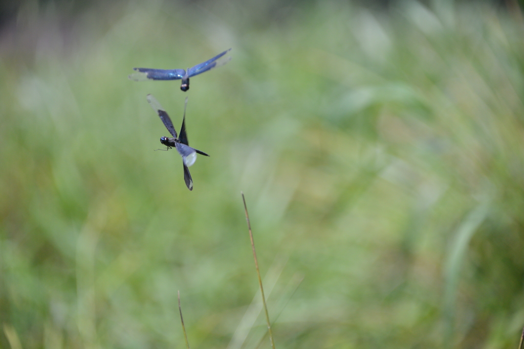 蝶とんぼVS蝶トンボ　奇襲失敗