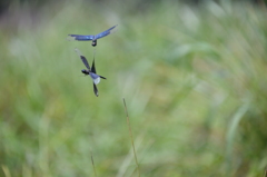 蝶とんぼVS蝶トンボ　奇襲失敗