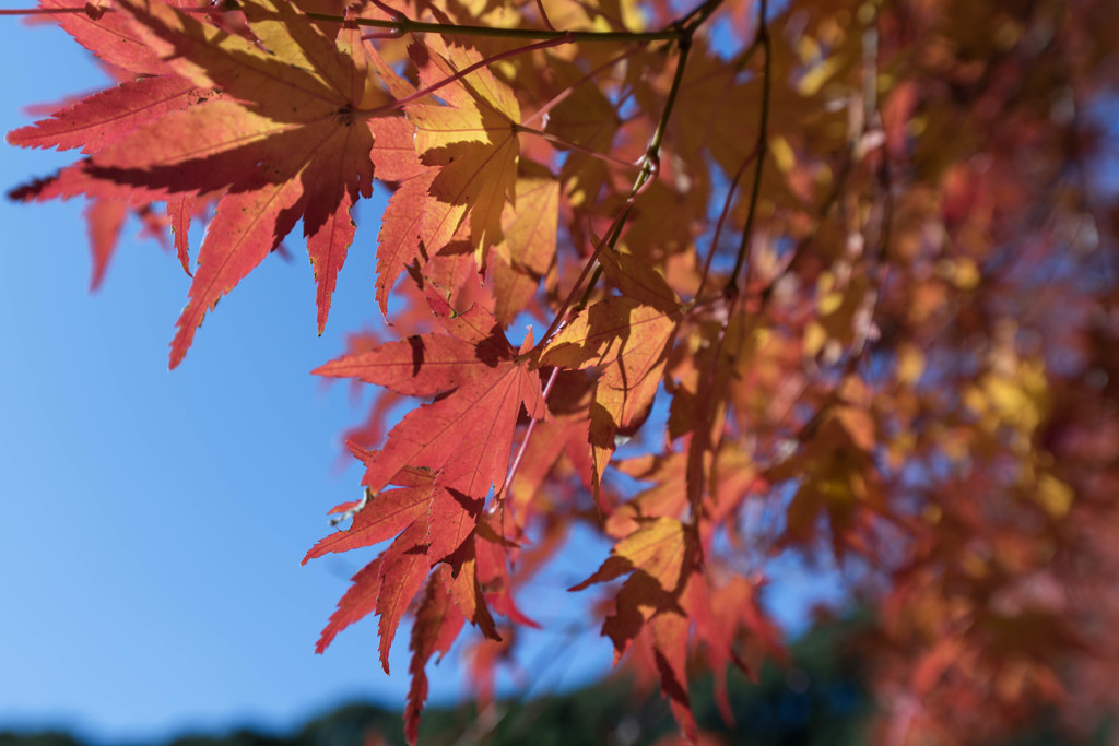 紅葉と空