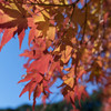 紅葉と空
