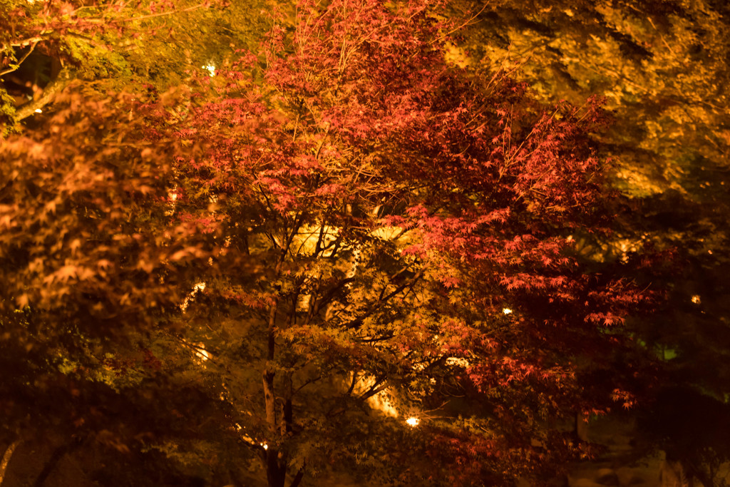紅葉三昧