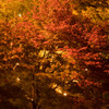 紅葉三昧