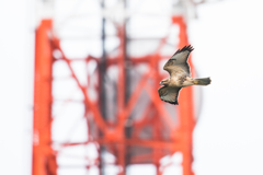ノスリが鉄塔前を通過