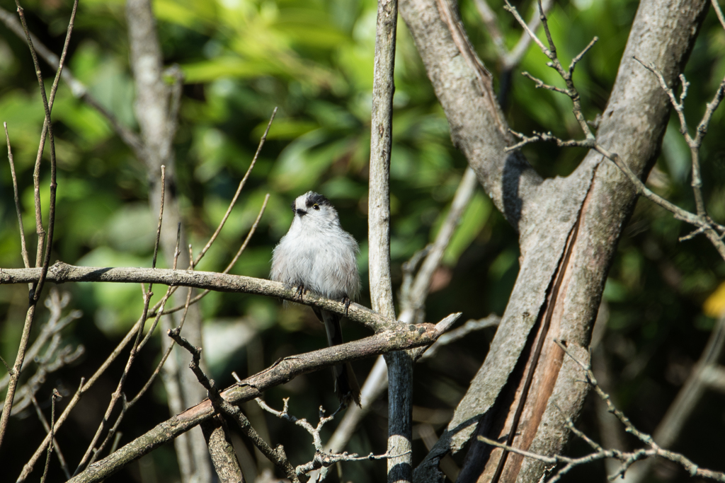 エナガ　モフモフ