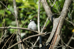 エナガ　モフモフ