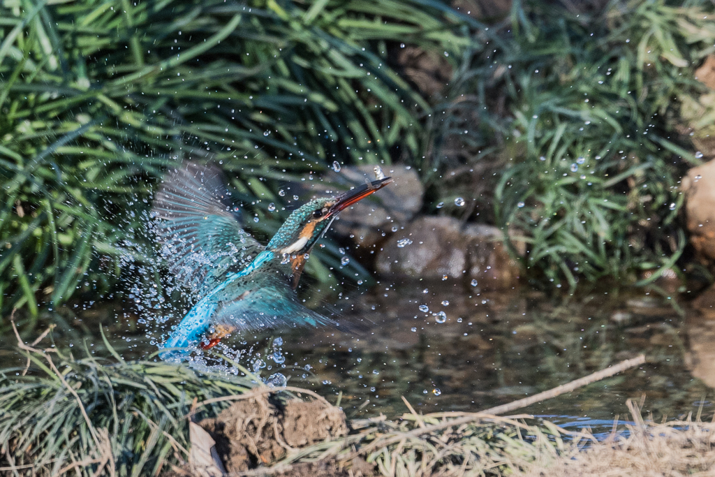 カワセミ67