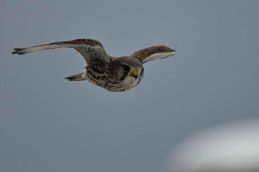 2026_チョウゲン001_279