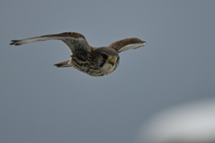 2026_チョウゲン001_279