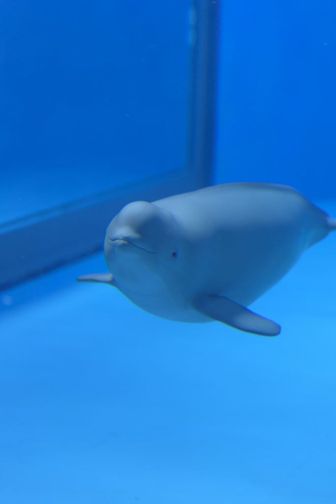 宮島水族館　スナメリ