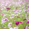 コスモス畑17