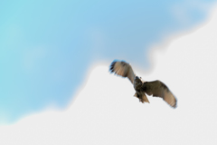 飛び立つノスリ