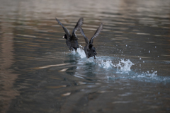 水上おいかけっこ
