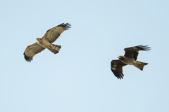 ハチクマとトンビ