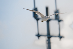 カモメ　カモメ