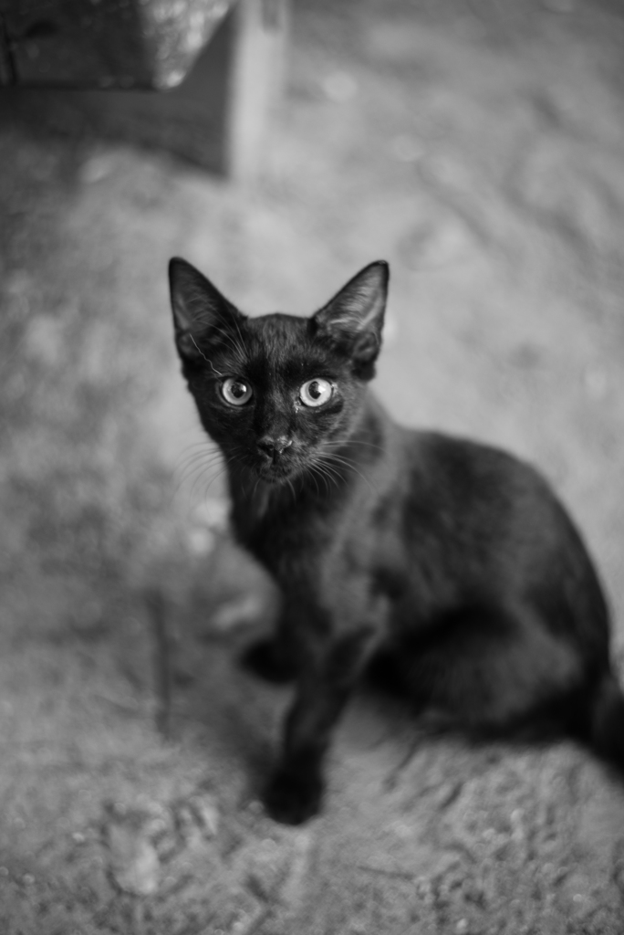 黒猫