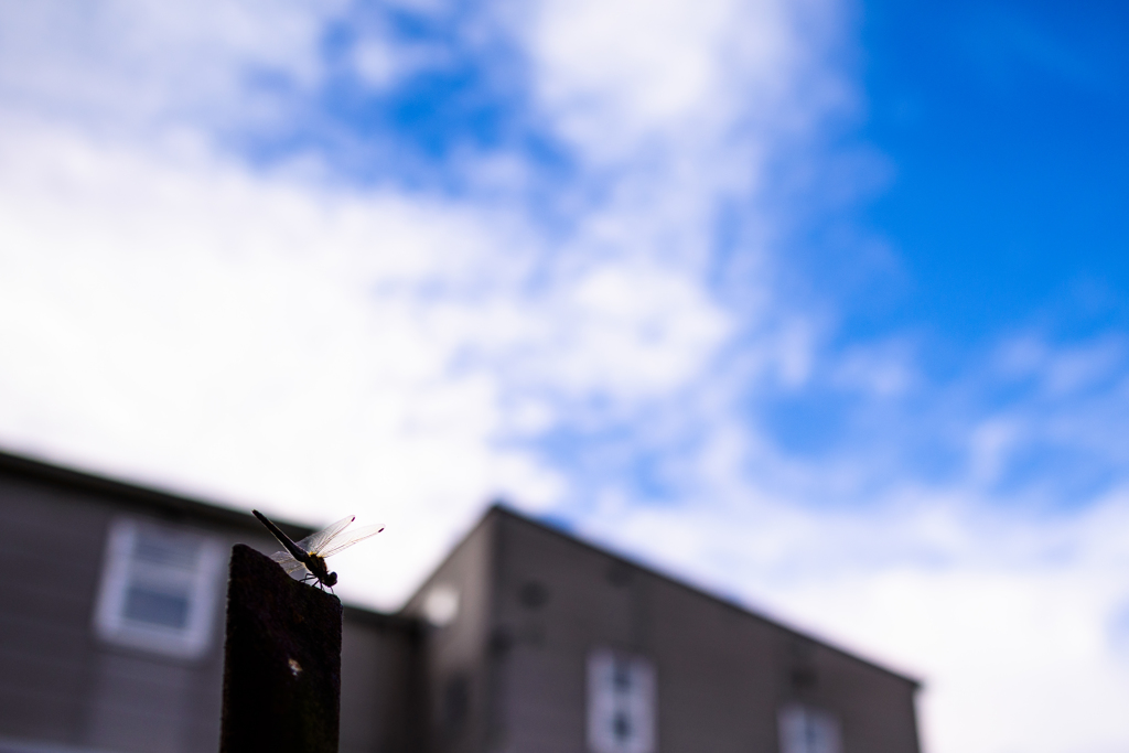 トンボと秋の空