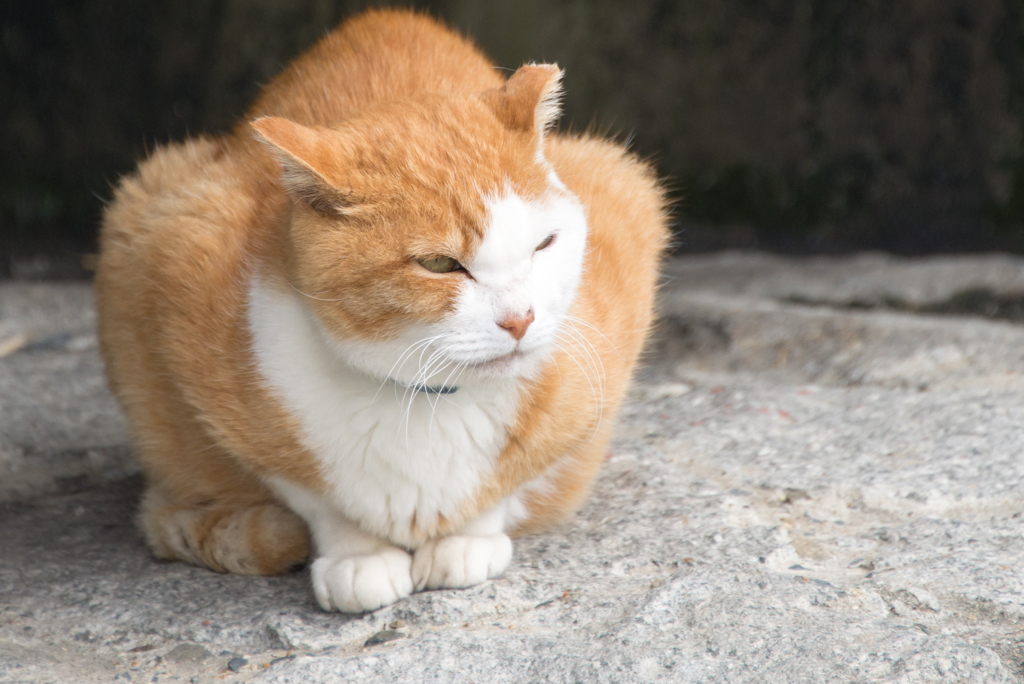 鴨川の目つきの悪い猫その②