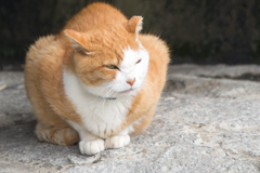 鴨川の目つきの悪い猫その②