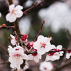 梅の花