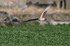 ハイイロチュウヒ♀2DSC_7277_59