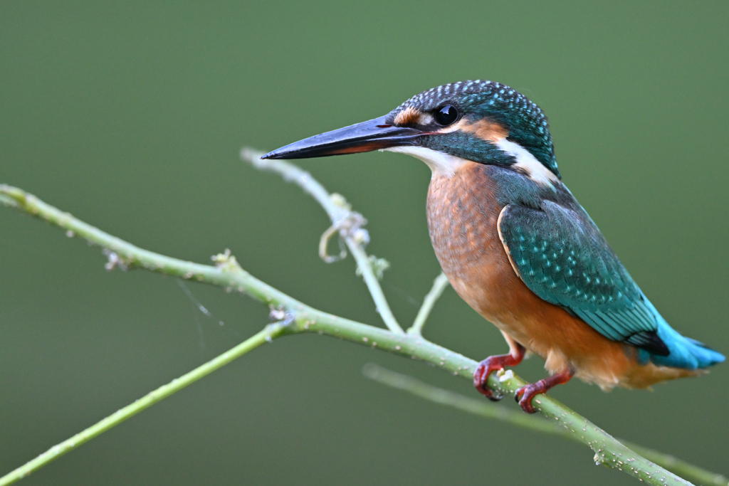 カワセミ幼鳥DSC_6343_155