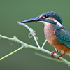 カワセミ幼鳥DSC_6343_155