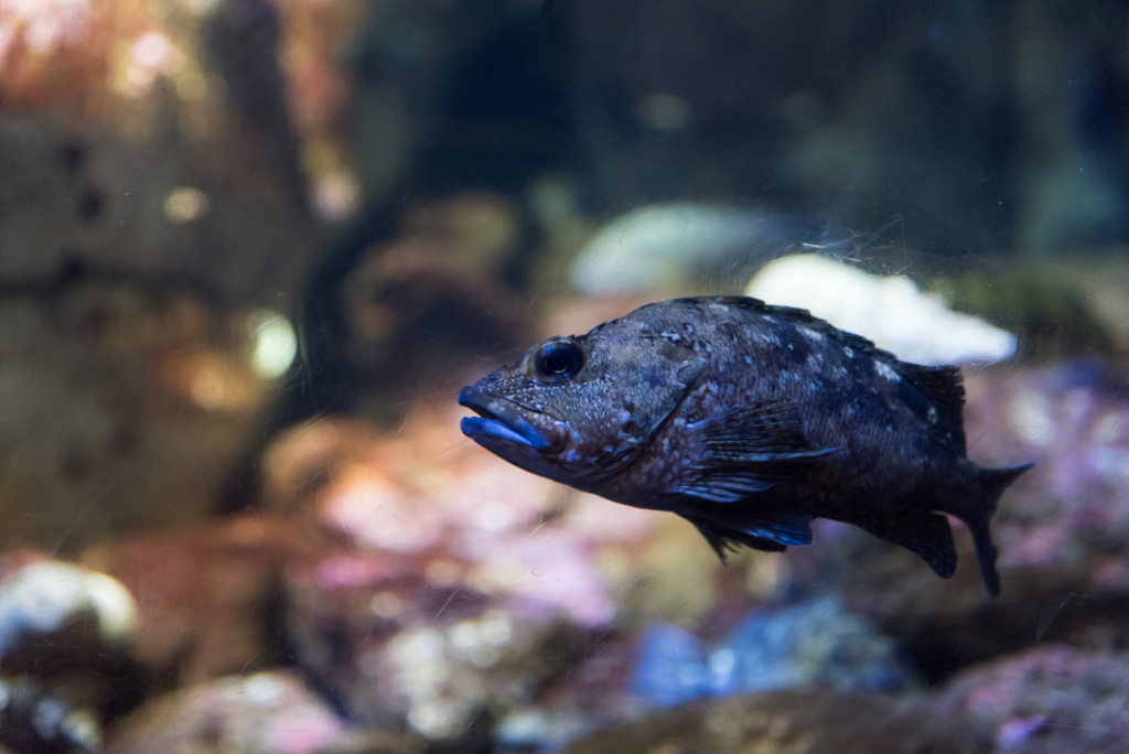 江ノ島水族館の魚④