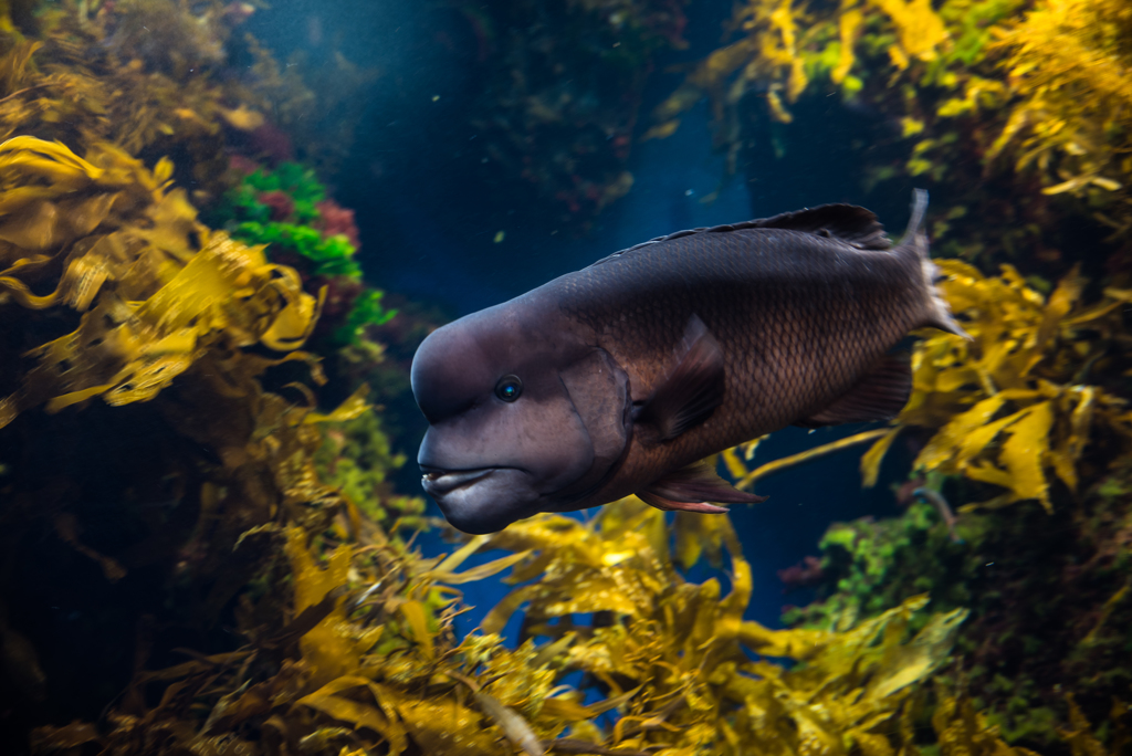 江ノ島水族館の魚①-3