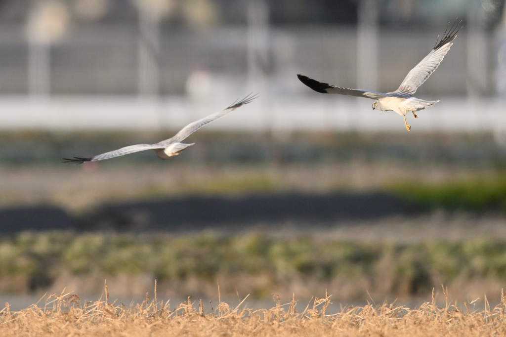 畑を抜けるハイイロチュウヒ11DSC_4690_066