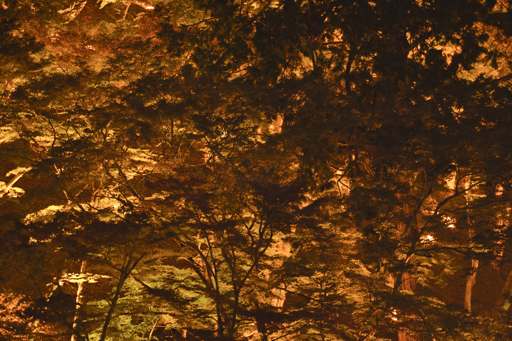 紅葉ライトアップ＠香嵐渓２３