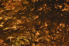 紅葉ライトアップ＠香嵐渓２３