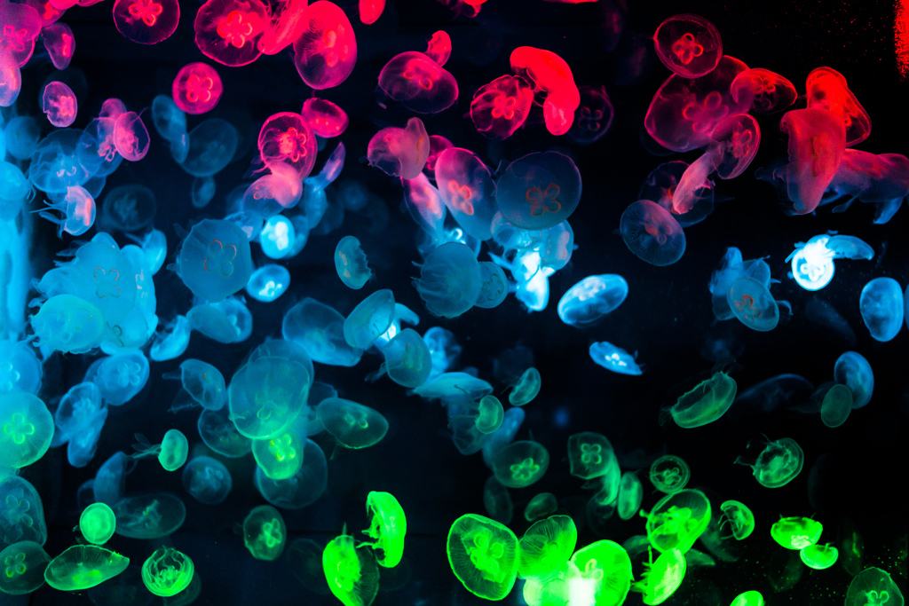 宮島水族館　クラゲ