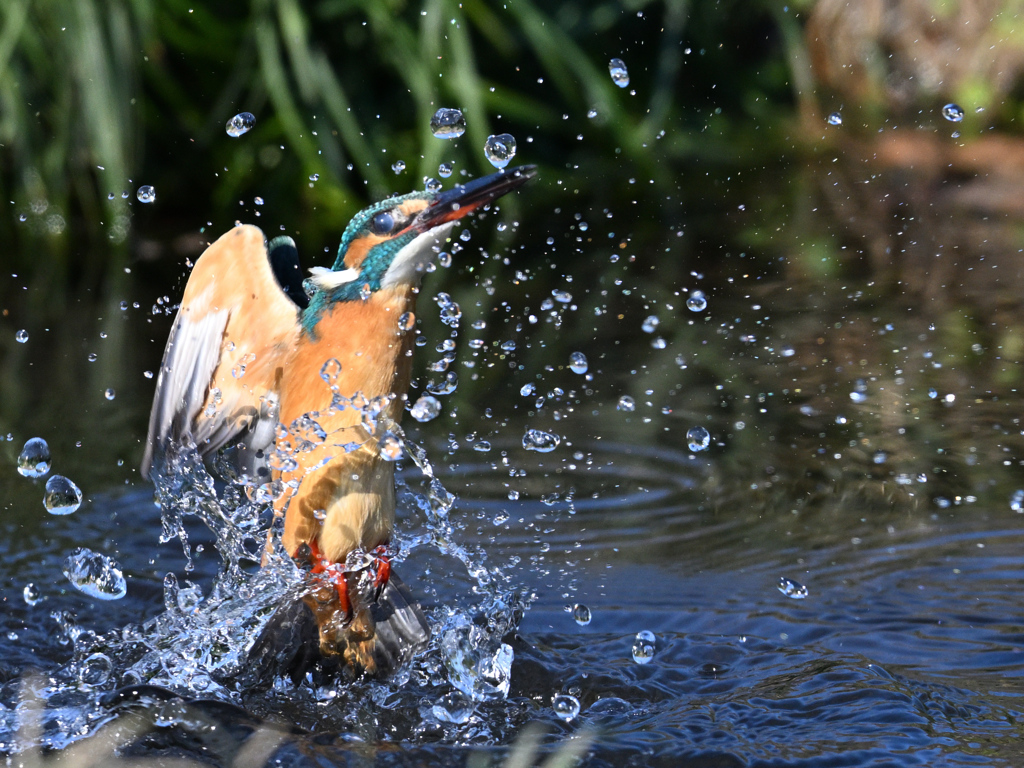 カワセミ_2022_017