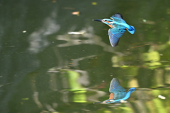 カワセミ　水平飛行DSC_6825_046