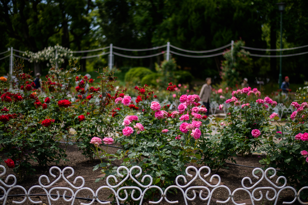 鶴舞公園のバラ