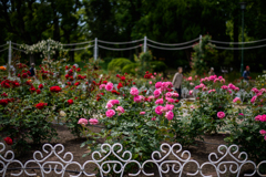 鶴舞公園のバラ