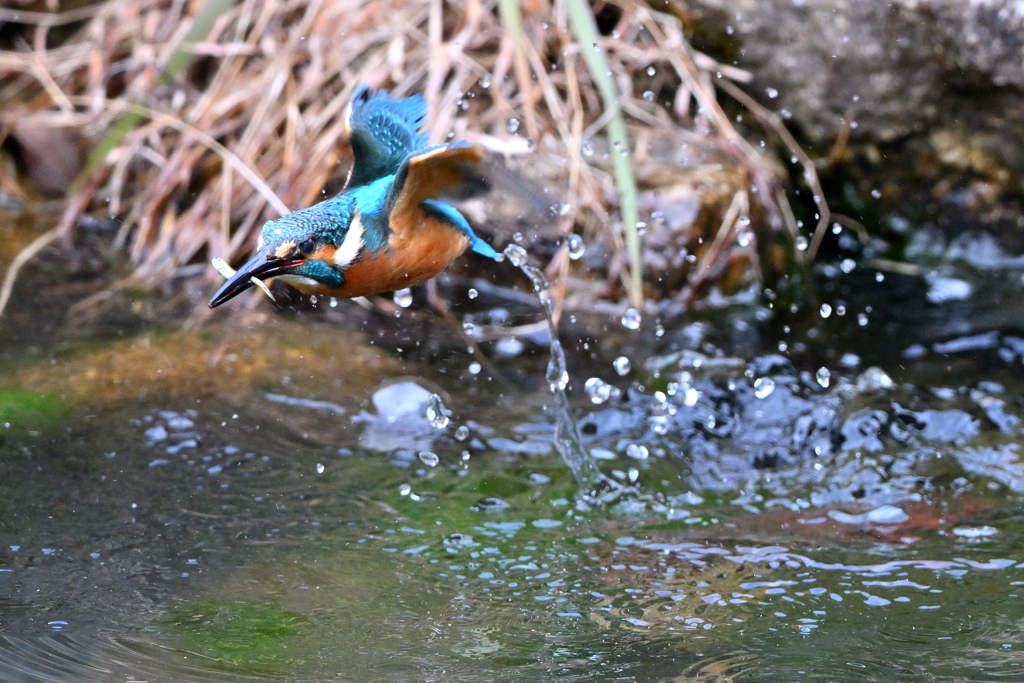 カワセミDSC_0332_118