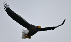 2026_オオワシ001_274