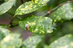 小さいモノみつけた