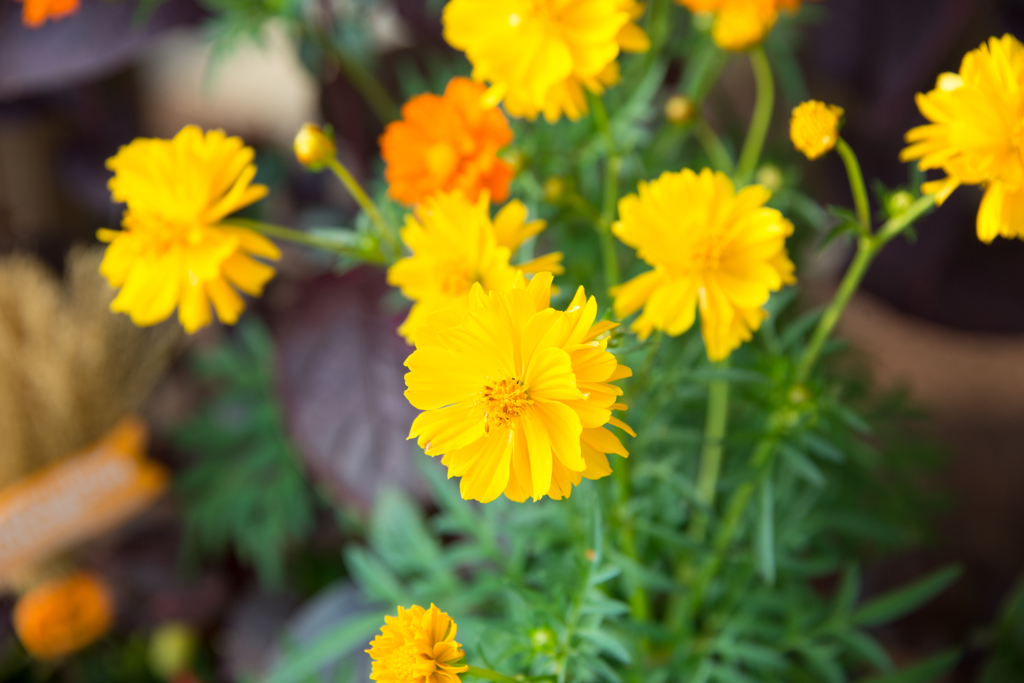 鉢の黄色い花