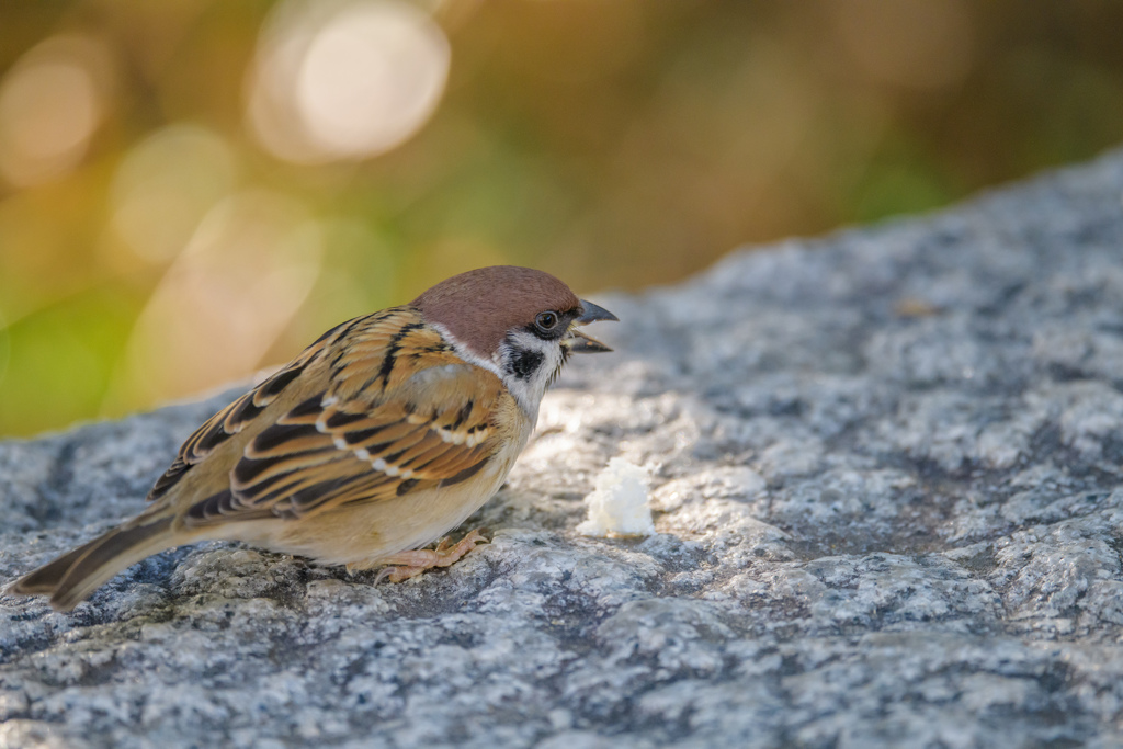 パンに夢中なスズメ