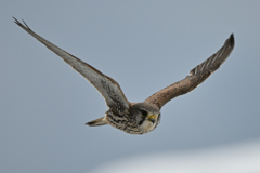 2026_チョウゲン002_280